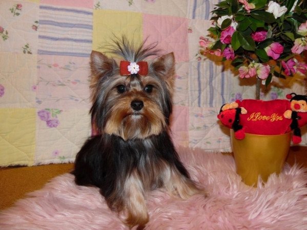 Yorkshire Terrier, Yorki