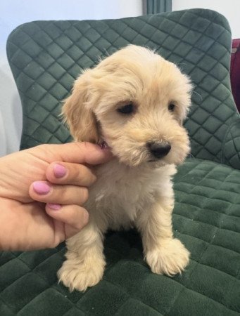 Maltipoo