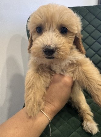 Maltipoo
