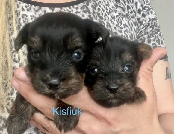 Yorkshire terrier