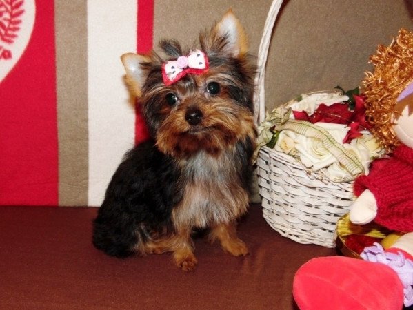 Yorkshire Terrier, Yorki