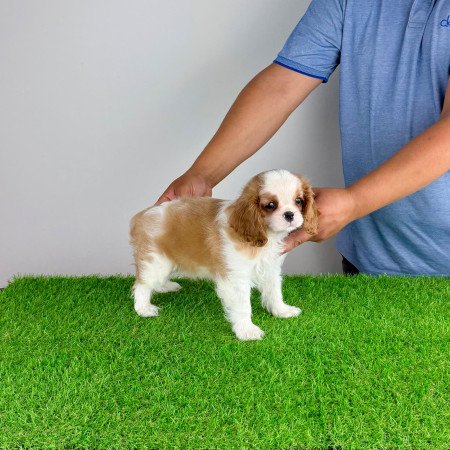Törzskönyves Cavalier King Charles Spániel kiskutya