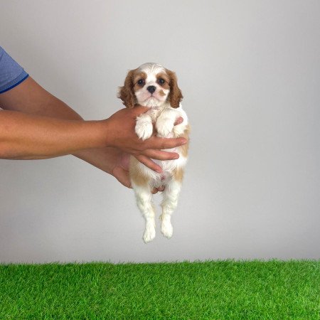 Törzskönyves Cavalier King Charles Spániel kiskutya