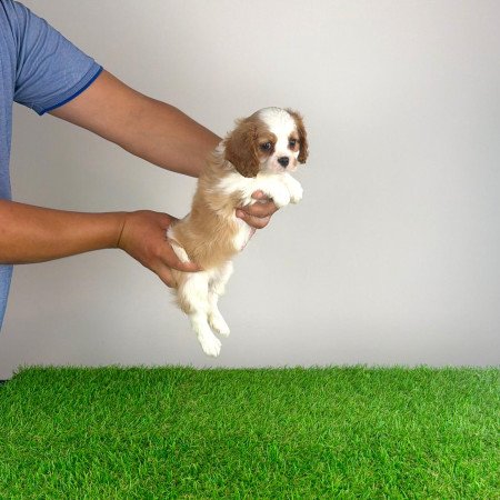 Törzskönyves Cavalier King Charles Spániel kiskutya