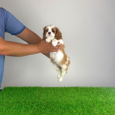 Törzskönyves Cavalier King Charles Spániel kiskutya