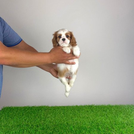 Törzskönyves Cavalier King Charles Spániel kiskutya
