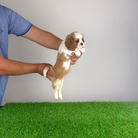 Törzskönyves Cavalier King Charles Spániel kiskutya