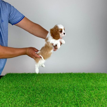 Törzskönyves Cavalier King Charles Spániel kiskutya