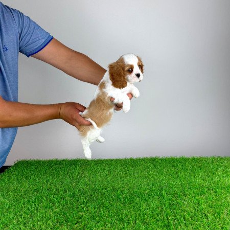 Törzskönyves Cavalier King Charles Spániel kiskutya