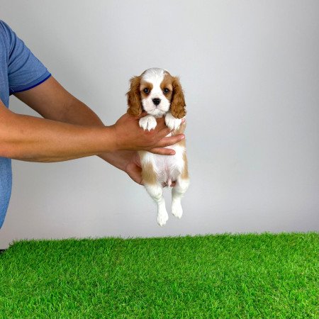 Törzskönyves Cavalier King Charles Spániel kiskutya