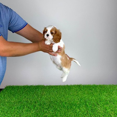 Törzskönyves Cavalier King Charles Spániel kiskutya