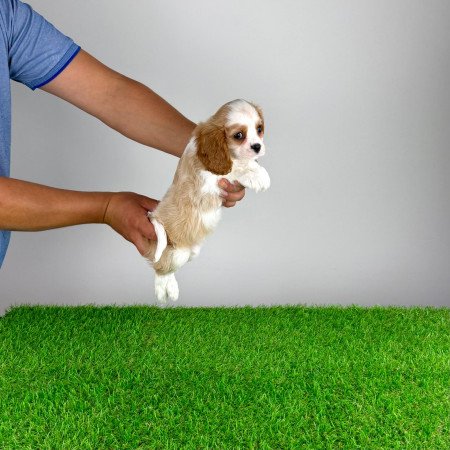 Törzskönyves Cavalier King Charles Spániel kiskutya