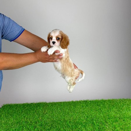 Törzskönyves Cavalier King Charles Spániel kiskutya