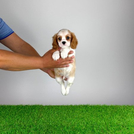 Törzskönyves Cavalier King Charles Spániel kiskutya
