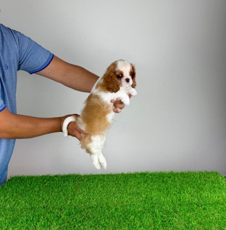 Törzskönyves Cavalier King Charles Spániel kiskutya