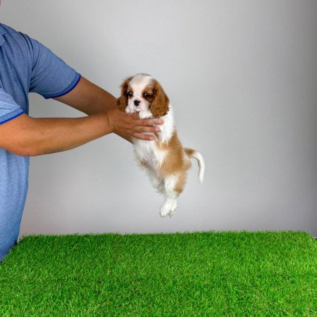 Törzskönyves Cavalier King Charles Spániel kiskutya