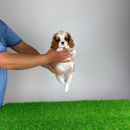 Törzskönyves Cavalier King Charles Spániel kiskutya