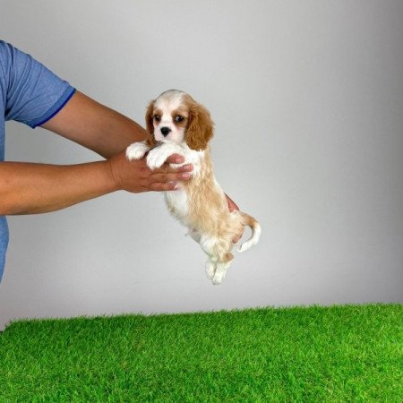 Cavalier King Charles Spániel