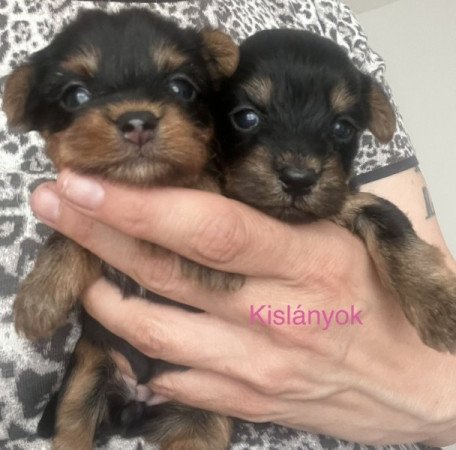 Yorkshire terrier