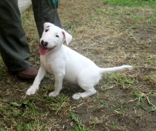 bullterrier