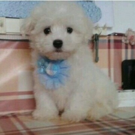 Bichon Havanes