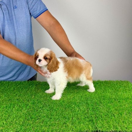 Cavalier King Charles Spániel