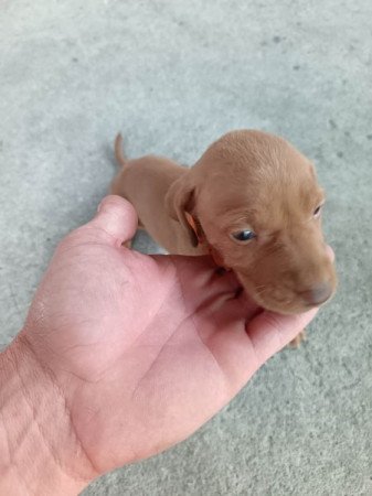 Magyar vizsla