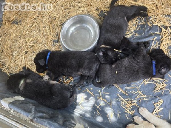 Labrador kiskutyák foglalhatók