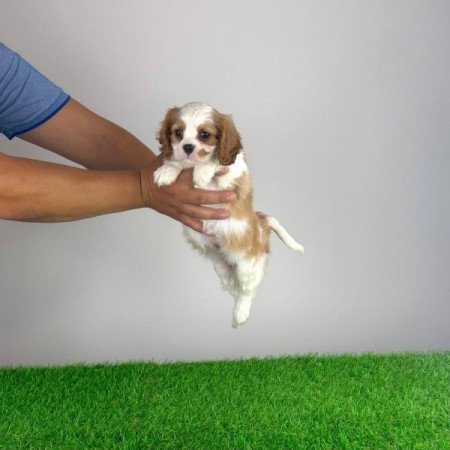 Cavalier King Charles Spániel