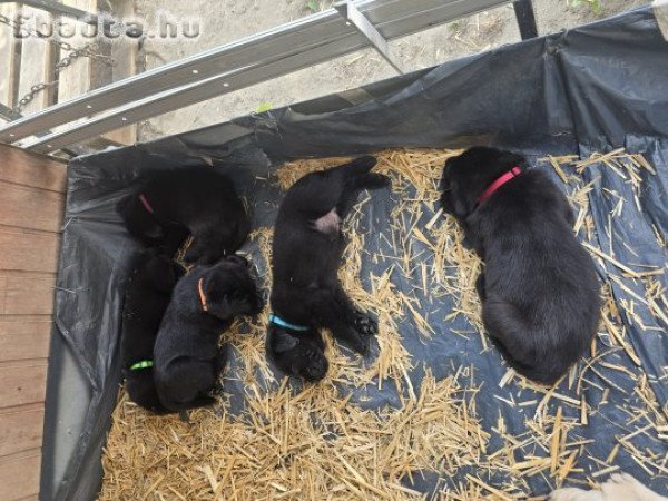 Labrador kiskutyák foglalhatók