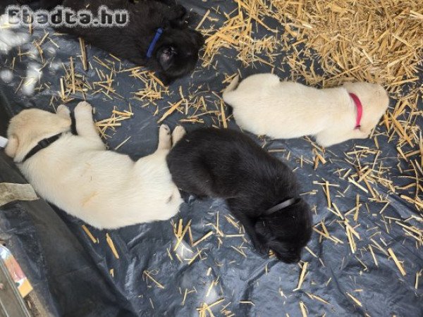 Labrador kiskutyák foglalhatók