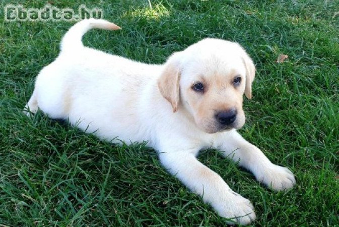 Labrador retriever kölyök