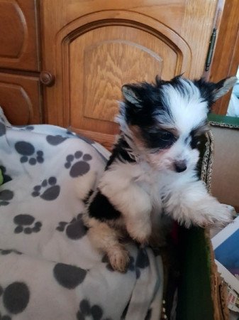 Biewer yorki yorkshire