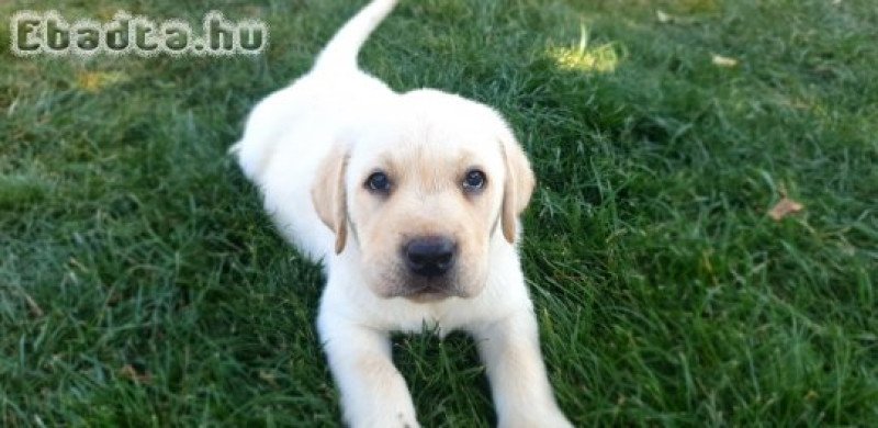 Labrador retriever kölyök