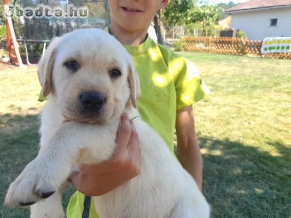 Labrador retriever kölyök