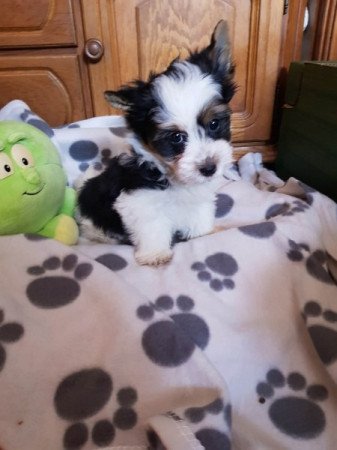 Biewer yorki yorkshire