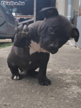 Staffordshire terrier