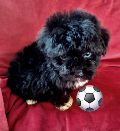 Bichon havanese