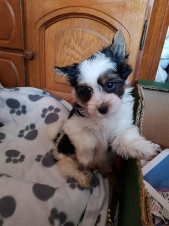 Biewer yorki yorkshire