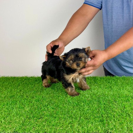 Törzskönyves Yorkshire terrier Yorki kiskutya