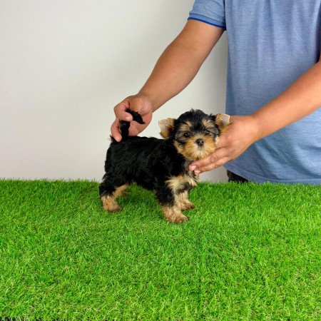 Törzskönyves Yorkshire terrier Yorki kiskutya