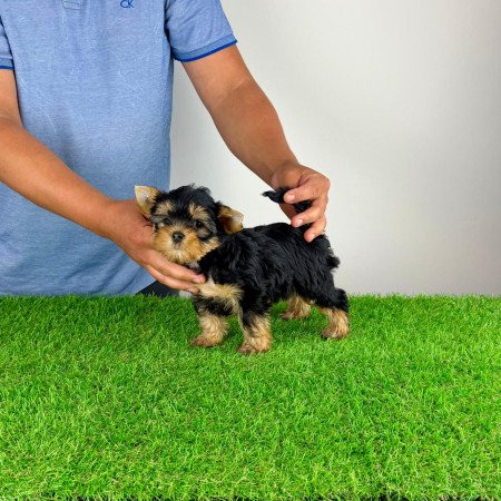 Törzskönyves Yorkshire terrier Yorki kiskutya
