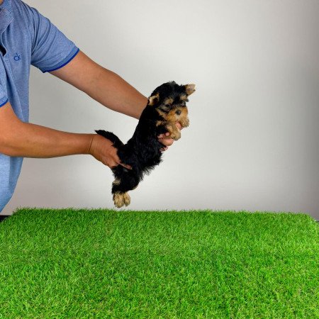 Törzskönyves Yorkshire terrier Yorki kiskutya