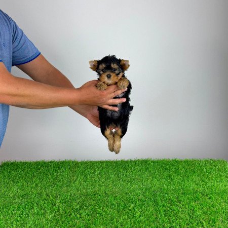 Törzskönyves Yorkshire terrier Yorki kiskutya