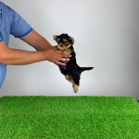 Törzskönyves Yorkshire terrier Yorki kiskutya