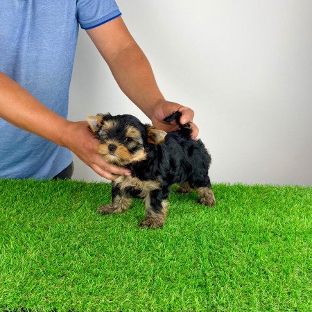 Törzskönyves Yorkshire terrier Yorki kiskutya
