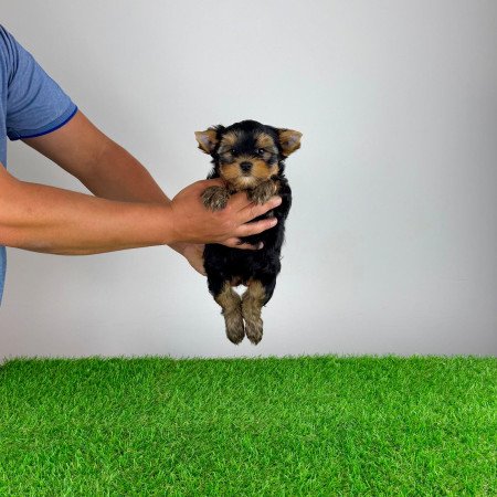 Törzskönyves Yorkshire terrier Yorki kiskutya