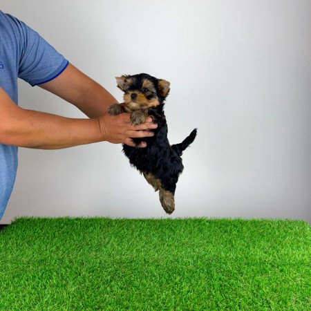 Törzskönyves Yorkshire terrier Yorki kiskutya
