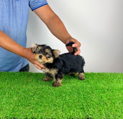 Törzskönyves Yorkshire terrier Yorki kiskutya