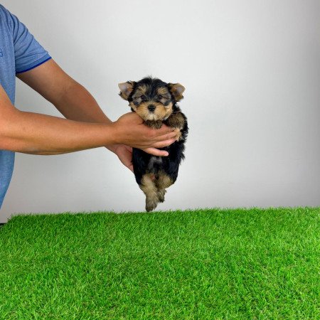 Törzskönyves Yorkshire terrier Yorki kiskutya